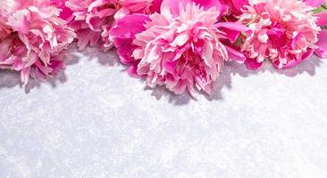 maravilhosas delicadas peônias rosa deitado em cima do pano de fundo cinza texturizado close-up. bandeira. copie o espaço. foto
