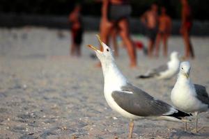 gaivotas na areia da praia foto