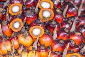 frutos de óleo de palma foto