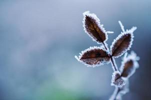 planta geada frio neve natureza foto