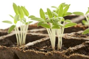 close-up de plantas brotando foto