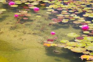 lindas flores de lótus rosa lagoa de lírios foto