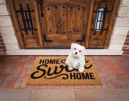 cachorro maltês sentado em casa, doce lar, tapete de boas-vindas na porta da frente da casa. foto