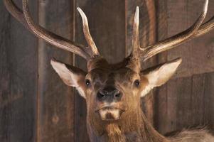 cabeça de veado montada na parede da cabine foto