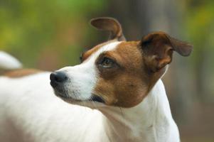 retrato de jack russell terrier foto