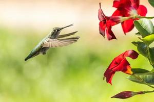 beija-flor em voo foto