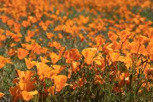 paisagem de papoulas da Califórnia durante a super floração de 2019 foto