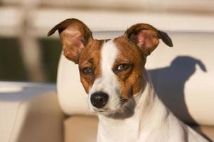 retrato de jack russell terrier foto