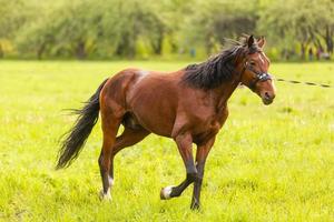 cavalo andando no campo foto