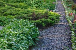 caminho no jardim de cascalho nas laterais crescem plantas, hosta e zimbro de baixo crescimento foto