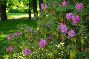 arbusto de rododendros com flores cor de rosa foto