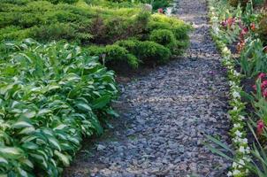 caminho no jardim de cascalho nas laterais crescem plantas, hosta e zimbro de baixo crescimento foto