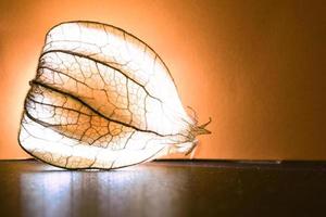 physalis, iluminado. a fruta brilha através da casca. fruta rica em vitamina c. estruturas foto