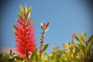 detalhe da flor vermelha foto