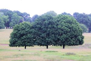 uma vista de um jardim em cheshire foto