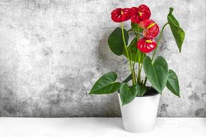 antúrio de planta de casa em vaso de flores branco isolado na mesa branca e fundo cinza antúrio é flores de flamingo em forma de coração ou antúrio andraeanum, araceae ou arum simbolizam hospitalidade foto