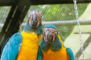 pequenos papagaios ficam no galho contra fundo verde com espaço de cópia foto