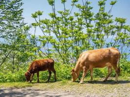 vaca com bezerro. vacas marrons. os animais estão pastando. animais comem grama. foto