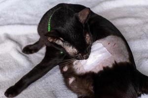 gato preto lambendo ferida de castração foto