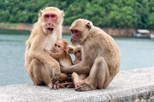 pais macacos, mães macacos e filhotes de macacos vivem juntos como uma família. foto