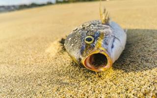 peixe morto apareceu na praia deitado na areia méxico. foto