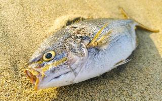 peixe morto apareceu na praia deitado na areia méxico. foto