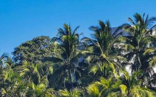 cocos de palmeira natural tropical céu azul no méxico. foto