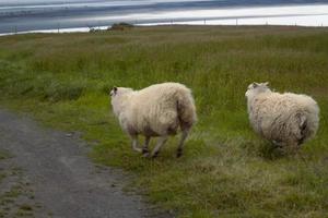 ovelha branca correndo ao longo da paisagem do campo photo foto