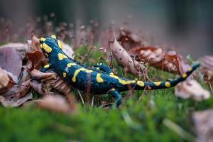 feche a salamandra na foto do conceito de folhas secas