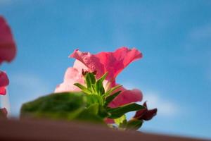 flores de petúnia contra o céu. foto abaixo. espaço de cópia