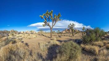 foto do parque nacional yoshua tree com cactos na califórnia durante o dia