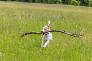 pároco russell terrier atravessa um prado foto