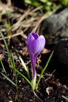 açafrão violeta close-up no vale hemsedal, em buskerud, noruega, flor de primavera na manhã de verão, imagem para papel de parede, pôster, design de calendário foto