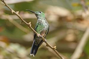 um colibri brilhante coroado verde foto