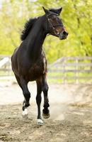 cavalo correndo na fazenda foto