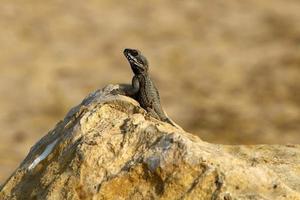 um lagarto senta-se em uma pedra em um parque da cidade. foto