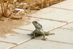 um lagarto senta-se em uma pedra em um parque da cidade. foto