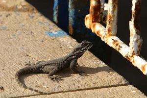 um lagarto senta-se em uma pedra em um parque da cidade. foto