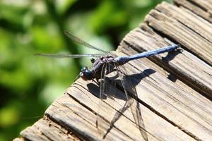 libélula inseto voadora no parque da cidade. foto