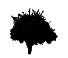 design de pincel de árvore de silhueta em fundo branco, pincel de pincel de ilustrações da árvore real com traçado de recorte e canal alfa foto