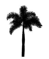 design de pincel de palmeira de silhueta em fundo branco, pincel de pincel de ilustrações de árvore real com traçado de recorte e canal alfa foto