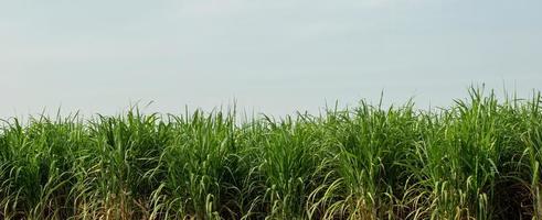 plantações de cana-de-açúcar, a planta tropical agrícola na tailândia foto