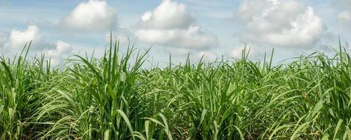 plantações de cana-de-açúcar, a planta tropical agrícola na tailândia foto