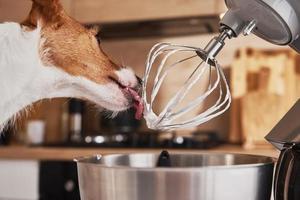 cachorro lambendo o batedor do processador de alimentos na cozinha foto