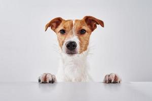 cão jack russell terrier com patas na mesa. retrato de cachorro fofo foto