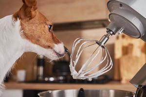 cachorro lambendo o batedor do processador de alimentos na cozinha foto