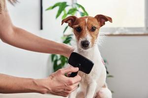mulher escovando cachorro. proprietário penteando jack russell terrier. clínica de cuidado de animais domésticos foto