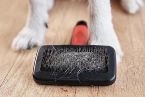 escovação de animais de estimação. patas de cachorro e pente com cabelos, closeup foto