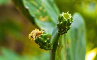 cactos tropicais plantas de cactos selva natural puerto escondido méxico. foto