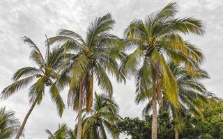 cocos de palmeira natural tropical céu azul no méxico. foto